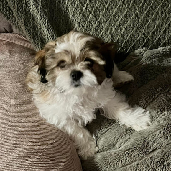 Meet your Posher, Tessa - Picture 1 of 1